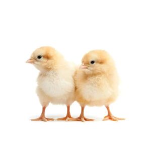 Broilers Day Old Chicks