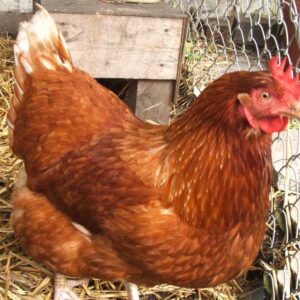 Free Range Chicken