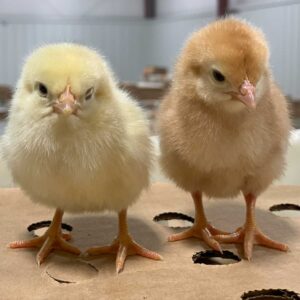 Day old Chicks